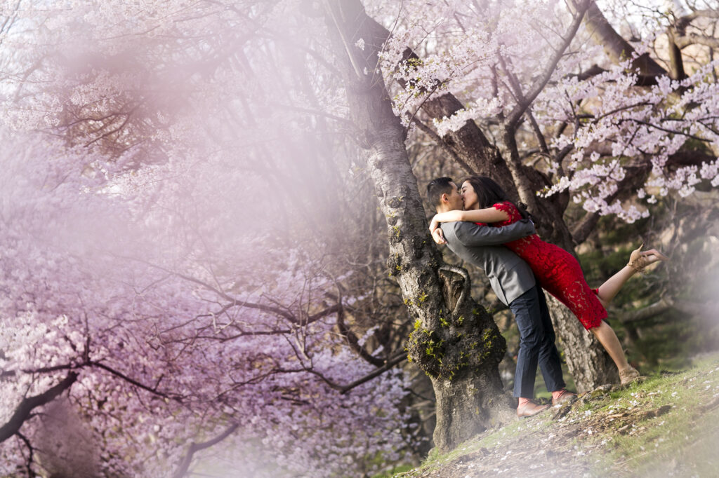 cherry blossom central park couple family shoot photographer spring